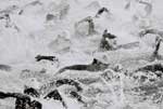 swimers_ws.jpg (3450 bytes)